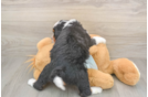 Small Mini Bernedoodle Baby