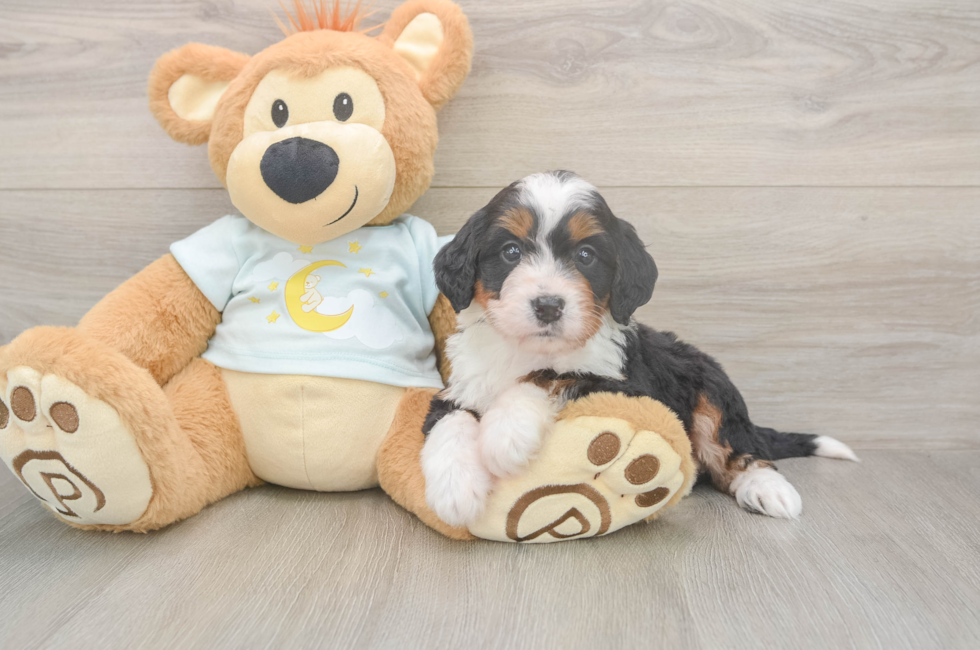 5 week old Mini Bernedoodle Puppy For Sale - Pilesgrove Pups