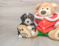 5 week old Mini Bernedoodle Puppy For Sale - Pilesgrove Pups
