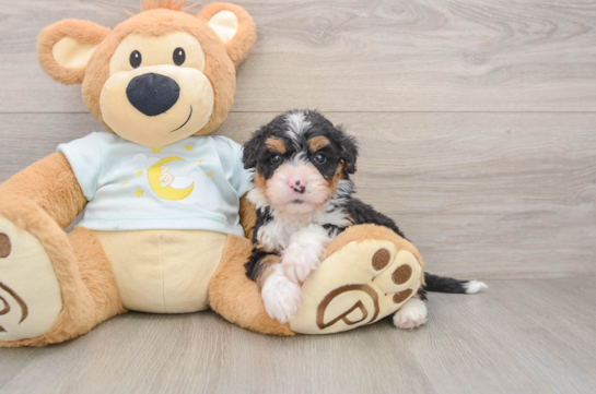 Small Mini Bernedoodle Baby