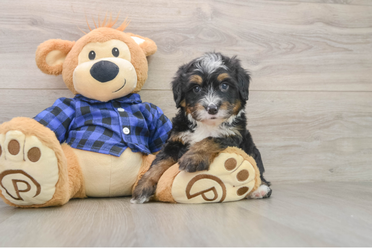 Best Mini Bernedoodle Baby