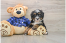 Best Mini Bernedoodle Baby