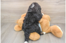 Mini Bernedoodle Puppy for Adoption