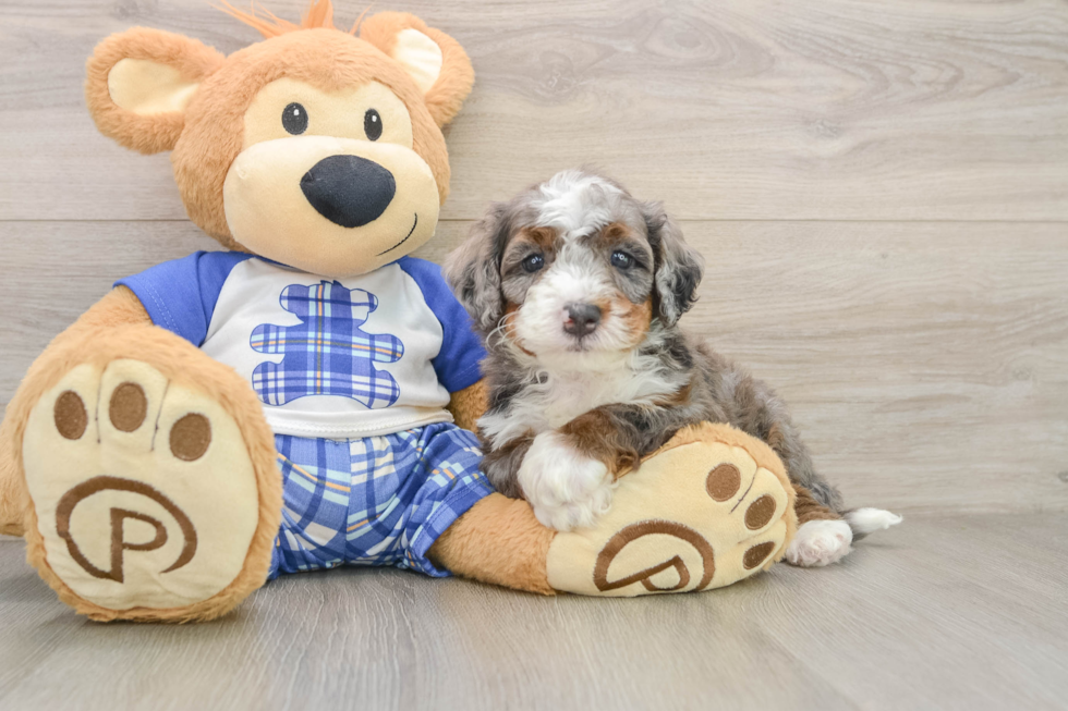 Best Mini Bernedoodle Baby
