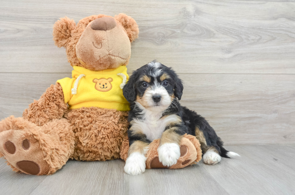 7 week old Mini Bernedoodle Puppy For Sale - Pilesgrove Pups