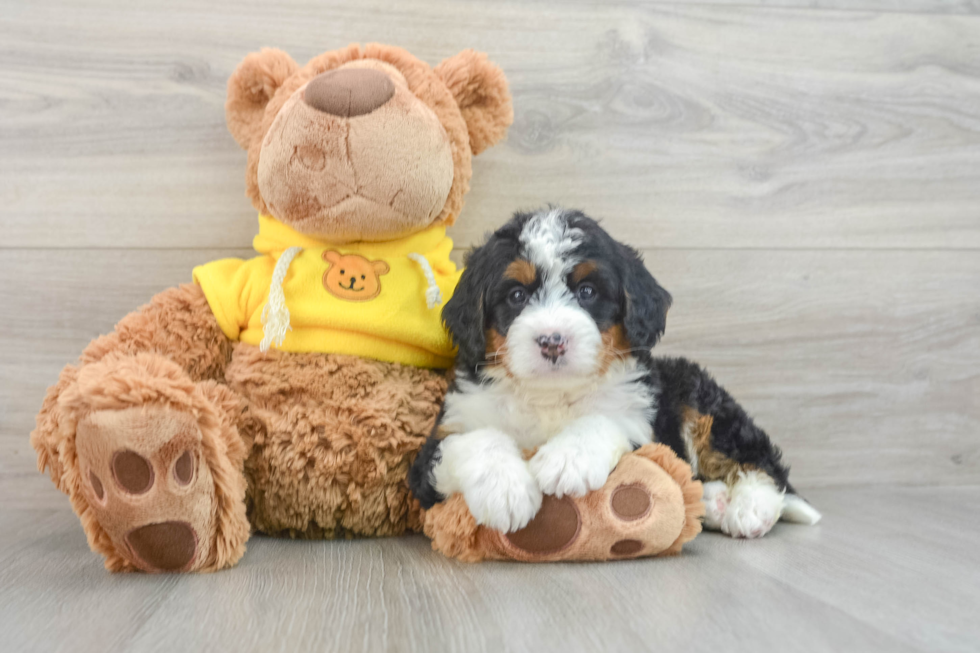 Sweet Mini Bernedoodle Baby