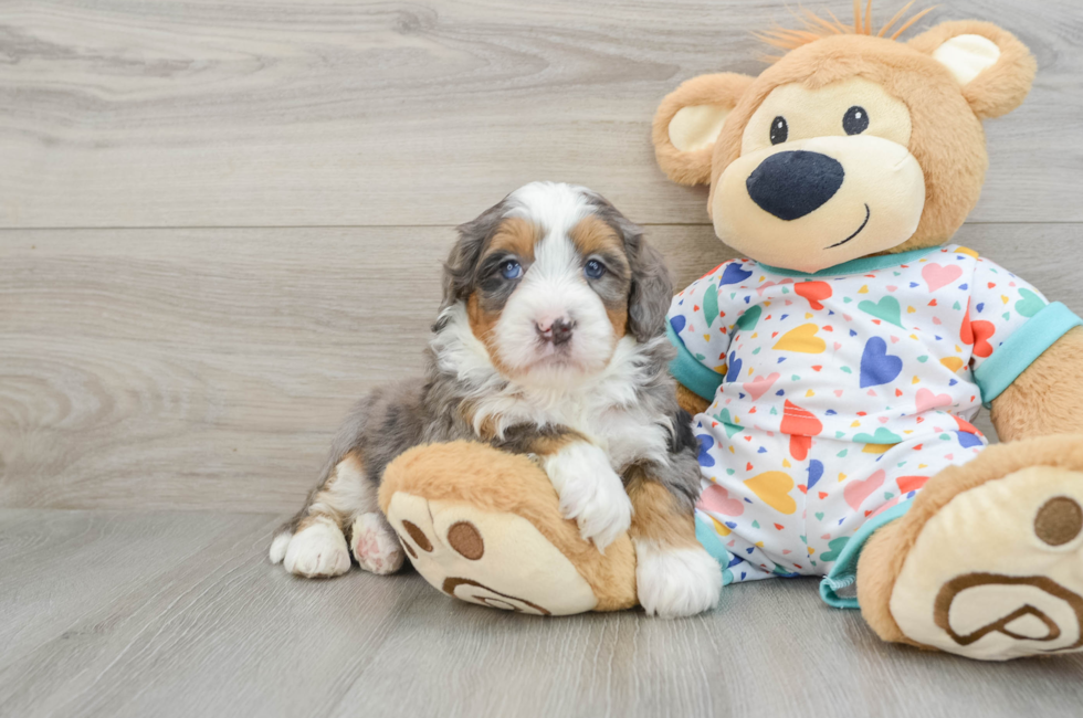 6 week old Mini Bernedoodle Puppy For Sale - Pilesgrove Pups