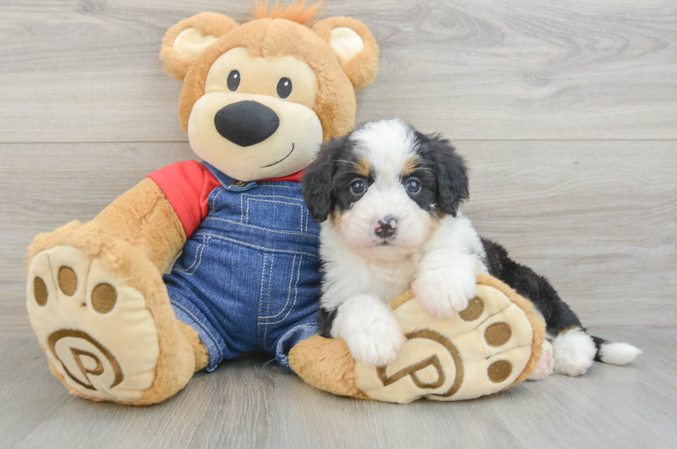 5 week old Mini Bernedoodle Puppy For Sale - Pilesgrove Pups