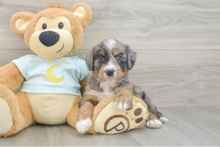 Best Mini Bernedoodle Baby