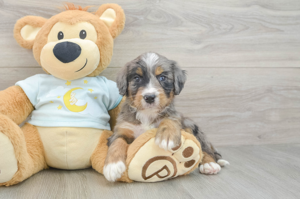6 week old Mini Bernedoodle Puppy For Sale - Pilesgrove Pups