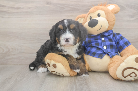 6 week old Mini Bernedoodle Puppy For Sale - Pilesgrove Pups Friendly Mini Bernedoodle Baby