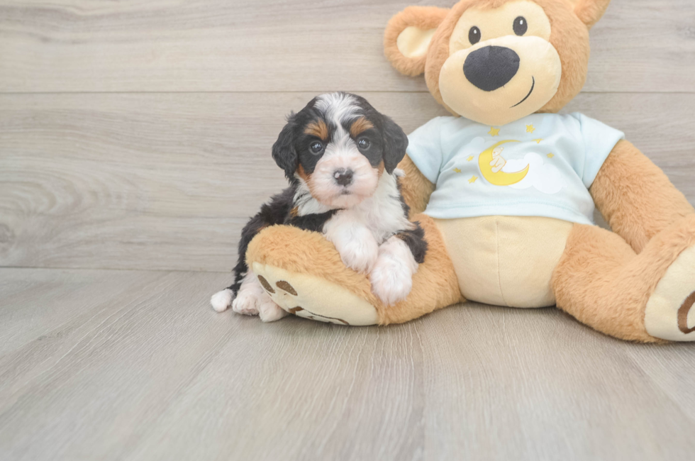 5 week old Mini Bernedoodle Puppy For Sale - Pilesgrove Pups