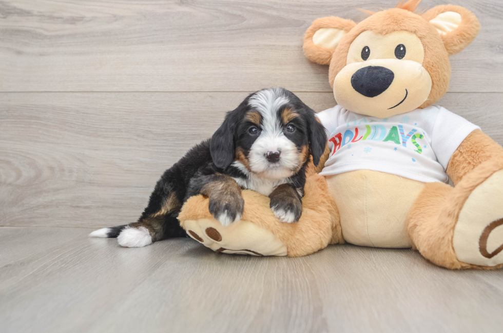 5 week old Mini Bernedoodle Puppy For Sale - Pilesgrove Pups