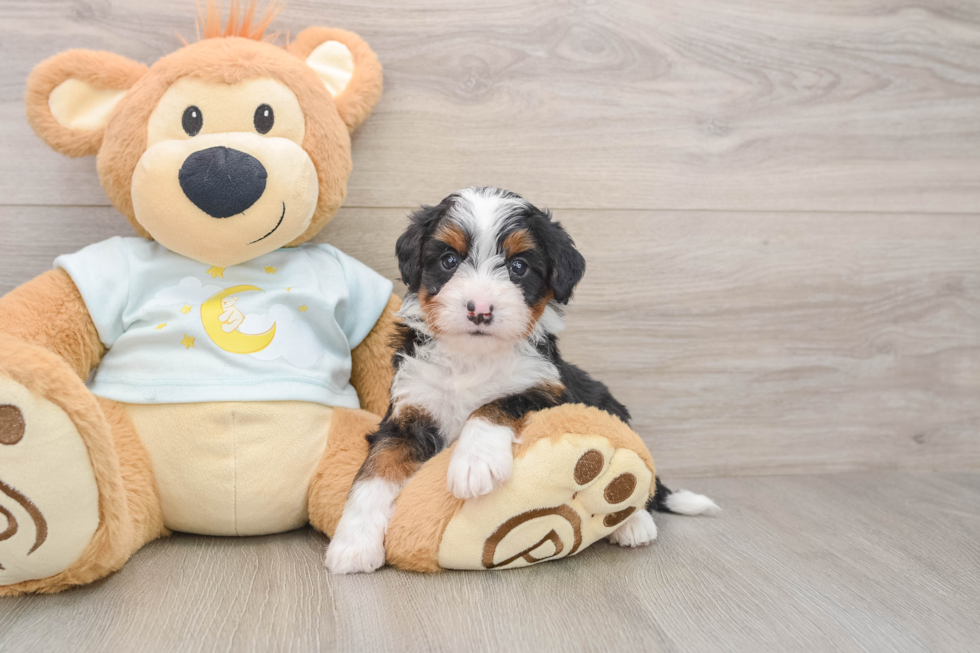 Sweet Mini Bernedoodle Baby