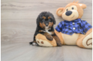 Cute Mini Bernedoodle Baby