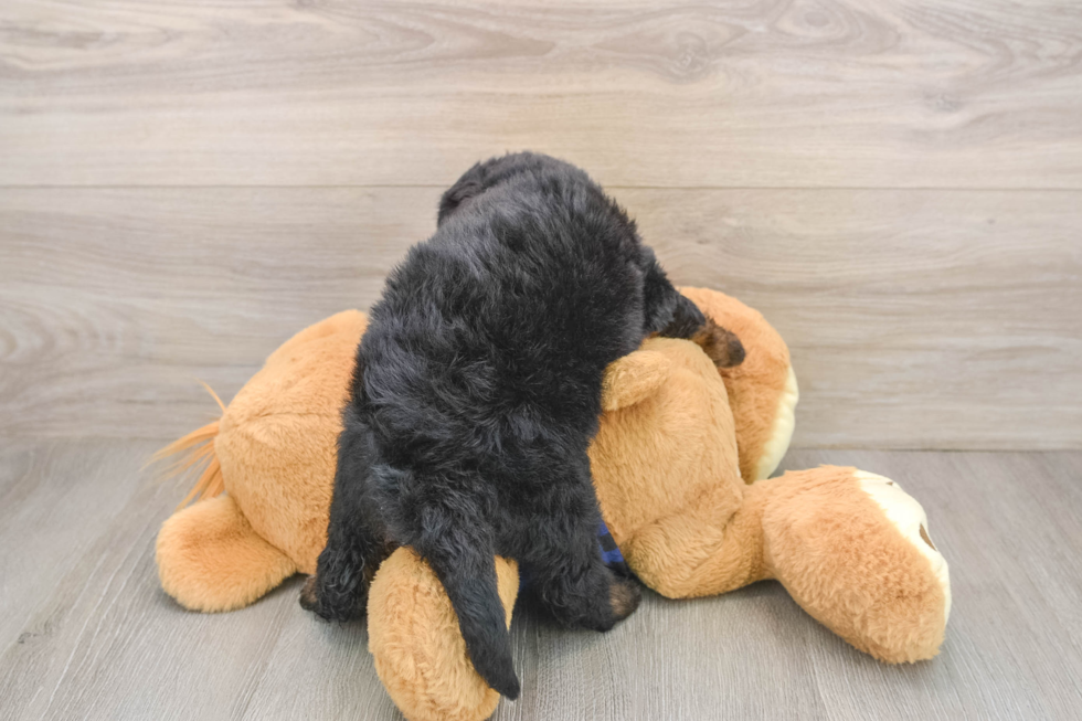 Little Mini Bernadoodle Poodle Mix Puppy