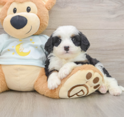 7 week old Mini Bernedoodle Puppy For Sale - Pilesgrove Pups