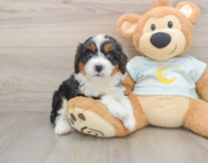 8 week old Mini Bernedoodle Puppy For Sale - Pilesgrove Pups