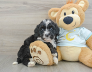 8 week old Mini Bernedoodle Puppy For Sale - Pilesgrove Pups