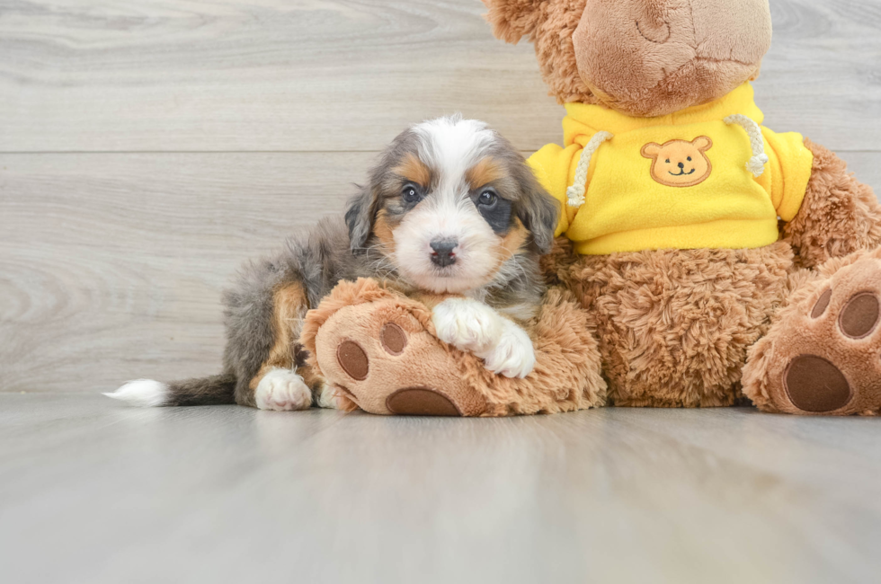 7 week old Mini Bernedoodle Puppy For Sale - Pilesgrove Pups