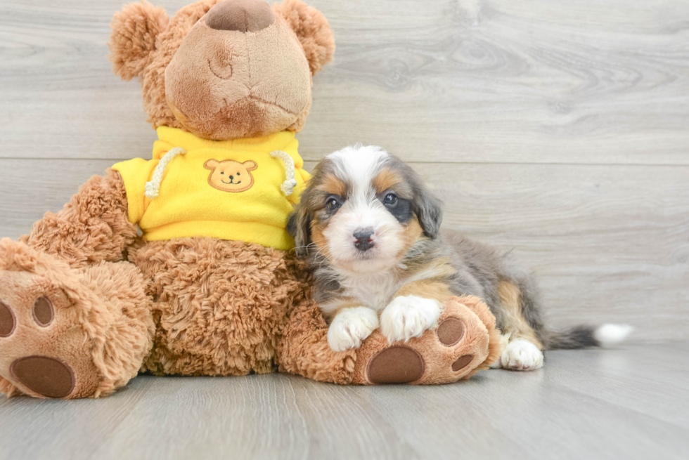 Best Mini Bernedoodle Baby