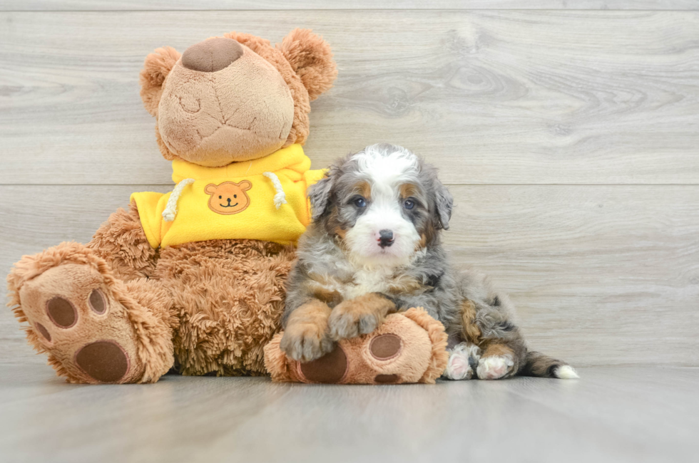 6 week old Mini Bernedoodle Puppy For Sale - Pilesgrove Pups