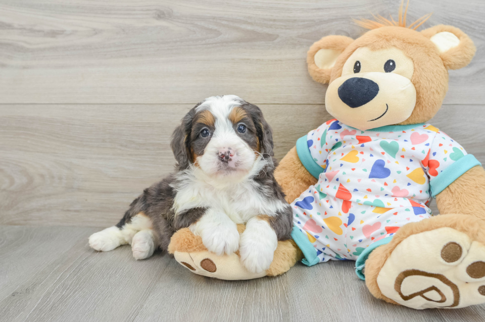 6 week old Mini Bernedoodle Puppy For Sale - Pilesgrove Pups