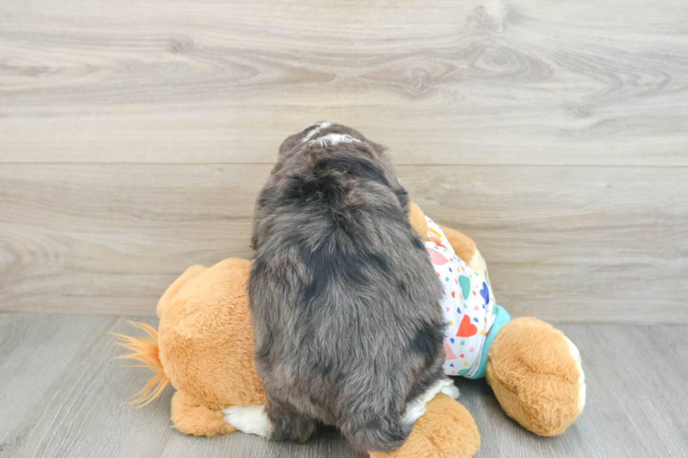 Cute Mini Bernedoodle Baby