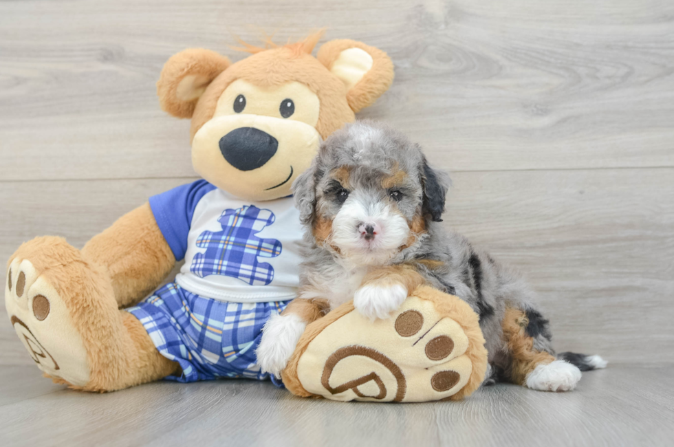 5 week old Mini Bernedoodle Puppy For Sale - Pilesgrove Pups