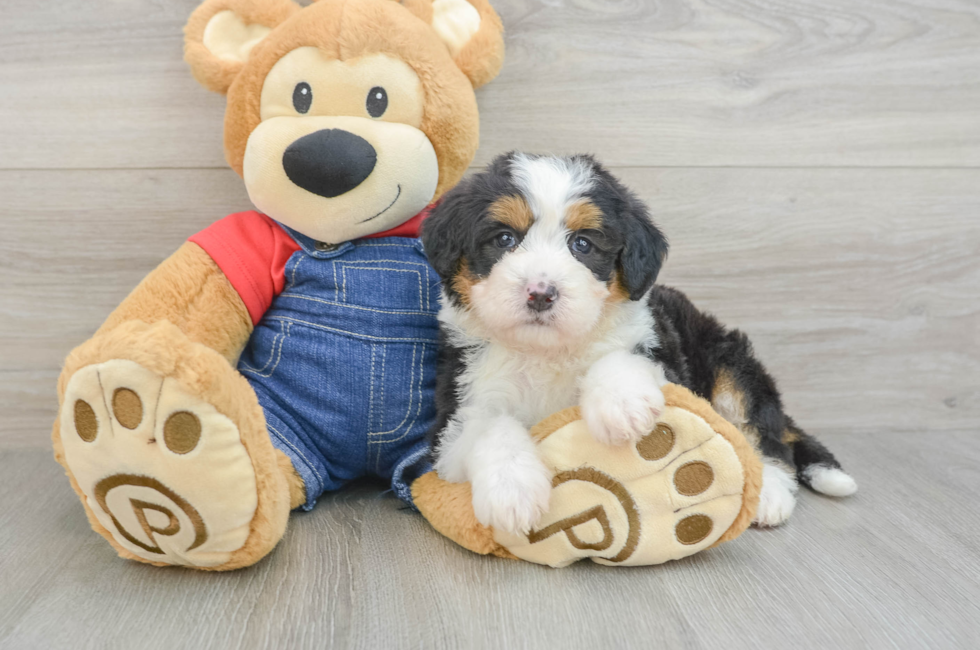 5 week old Mini Bernedoodle Puppy For Sale - Pilesgrove Pups