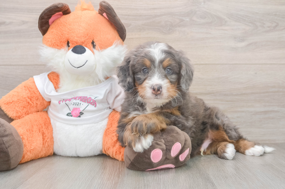 5 week old Mini Bernedoodle Puppy For Sale - Pilesgrove Pups