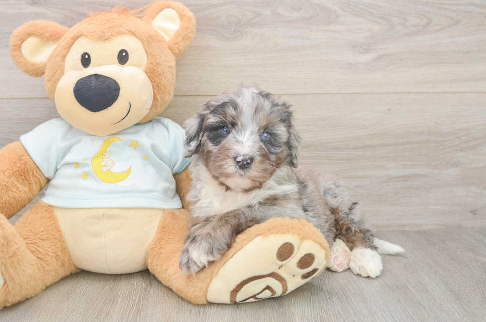 5 week old Mini Bernedoodle Puppy For Sale - Pilesgrove Pups