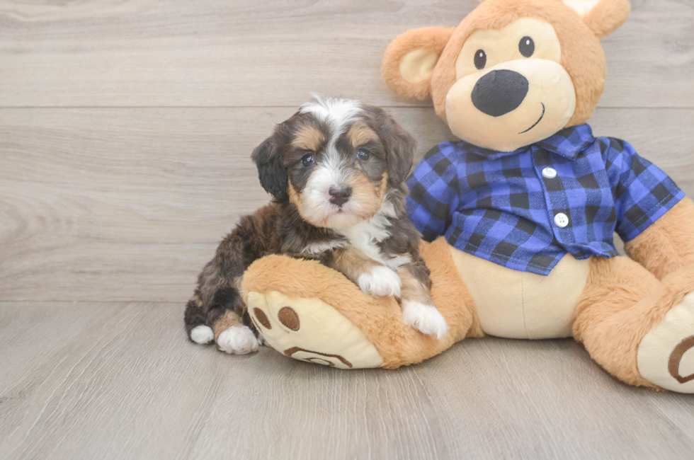 6 week old Mini Bernedoodle Puppy For Sale - Pilesgrove Pups