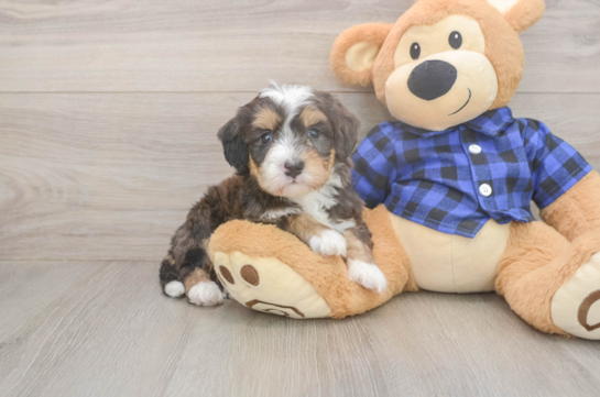 6 week old Mini Bernedoodle Puppy For Sale - Pilesgrove Pups Mini Bernedoodle Puppy for Adoption