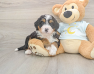 5 week old Mini Bernedoodle Puppy For Sale - Pilesgrove Pups