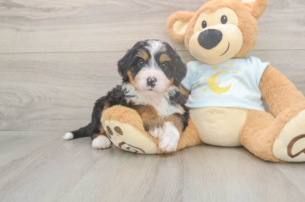 5 week old Mini Bernedoodle Puppy For Sale - Pilesgrove Pups