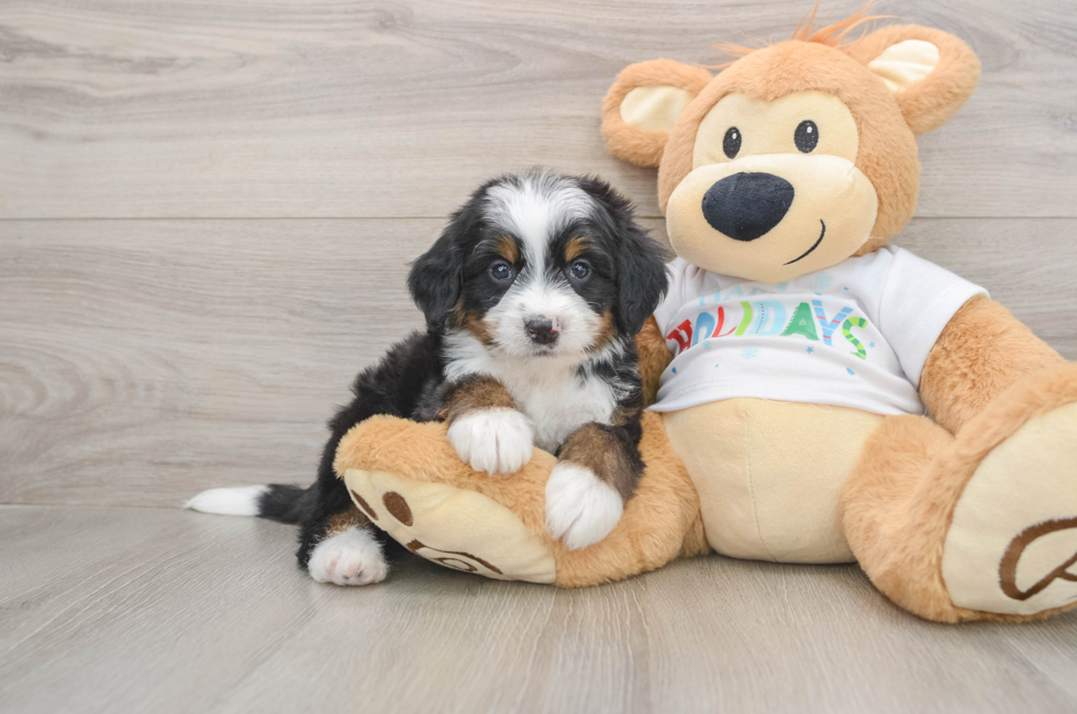 5 week old Mini Bernedoodle Puppy For Sale - Pilesgrove Pups