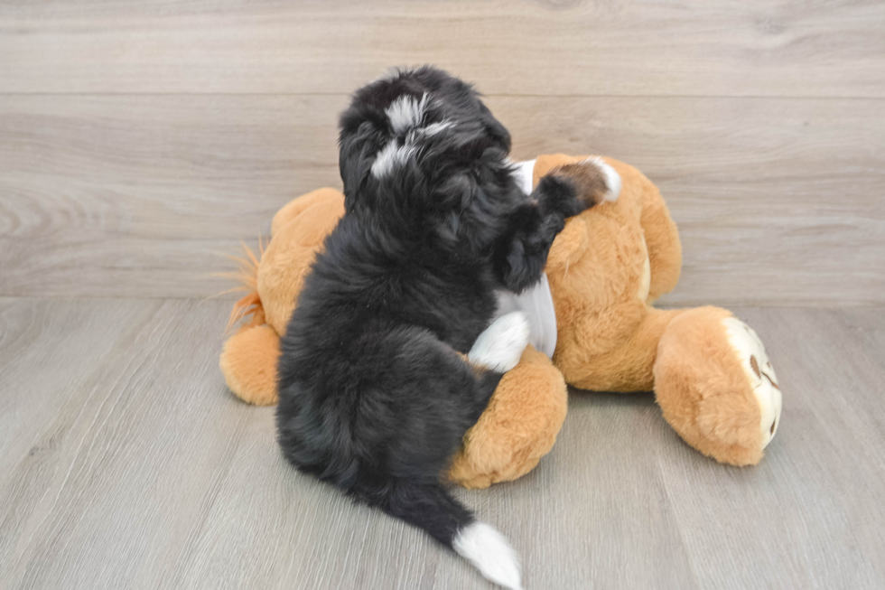 Funny Mini Bernedoodle Poodle Mix Pup