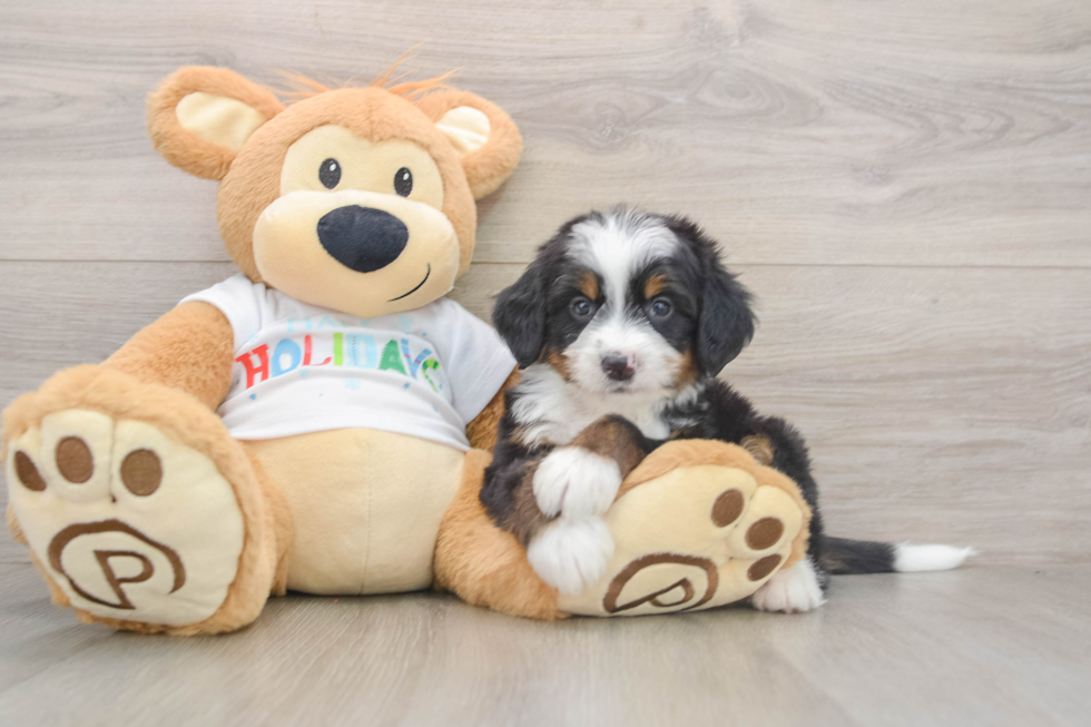 Funny Mini Bernedoodle Poodle Mix Pup