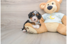 Mini Bernedoodle Puppy for Adoption