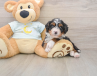 5 week old Mini Bernedoodle Puppy For Sale - Pilesgrove Pups