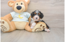 Happy Mini Bernedoodle Baby