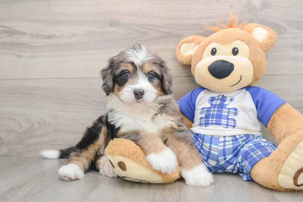 Mini Bernedoodle Puppy for Adoption