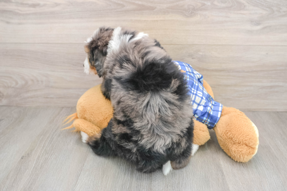 Fluffy Mini Bernedoodle Poodle Mix Pup