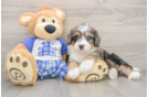 Cute Mini Bernedoodle Baby