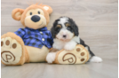Mini Bernedoodle Puppy for Adoption