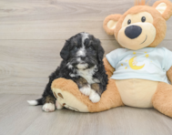 6 week old Mini Bernedoodle Puppy For Sale - Pilesgrove Pups