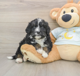 7 week old Mini Bernedoodle Puppy For Sale - Pilesgrove Pups