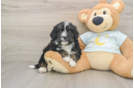 Best Mini Bernedoodle Baby