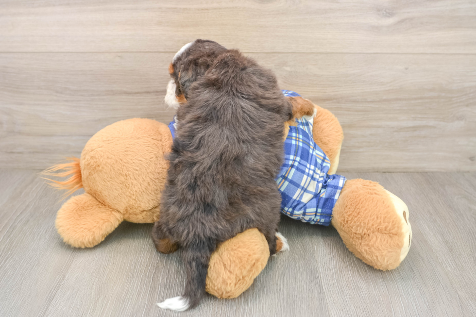 Friendly Mini Bernedoodle Baby